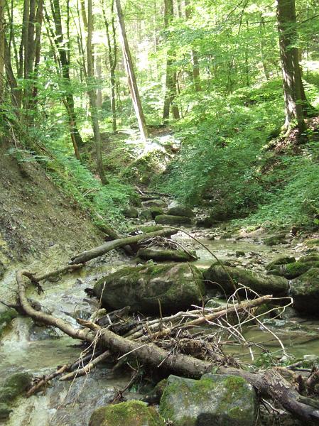 DSCF9788.JPG - Urwaldstimmung im Sagentobel:"Gemäss Beilage 2 des Variantenvergleichs vom 9. März 2011 beträgt der Niederhaltebereich weiterhin 15 m, dieser wird zusätzlich von einer 60 m breiten Schneise überlagert, in der hohe Bäume gefällt werden sollen (Sicherheitsprofil)." (Vernehmlassung Bundesamt für Umwelt BAFU vom 29. April 2011)