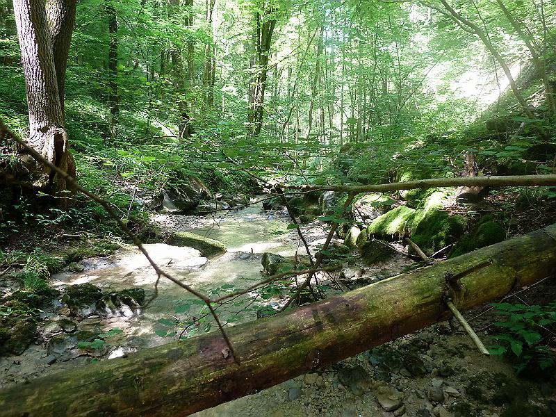 P1020810.JPG - Urwaldstimmung im Sagentobel:"Die aus Landschaftsschutzgründen geprüfte Variante mit tieferen Masten (niederere Seilführung) würde einen zusätzlichen Niederhaltebereich von ca. 7'200 m2 erfordern. Zur Sicherheit der Seilbahn müssten zudem hohe Bäume auf einer Fläche von ca. 28'200 m2 gefällt werden." (Vernehmlassung Bundesamt für Umwelt BAFU vom 29. April 2011)