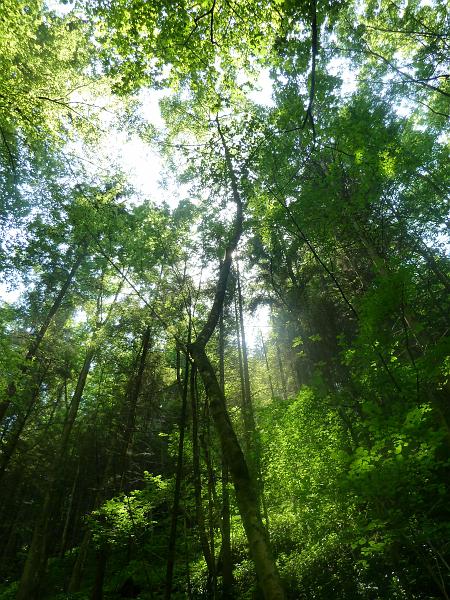 P1020814.JPG - (Noch) unversehrte Baumkronen des Sagentobels:"Zusätzlich zum Niederhaltebereich von 480 x 15 m (7'200 m2) müssten auf einer Fläche von 480 x 60 m (28'000 m2) hohe Bäume aus Sicherheitsgründen gefällt werden." (Vernehmlassung Bundesamt für Umwelt BAFU vom 29. April 2011)