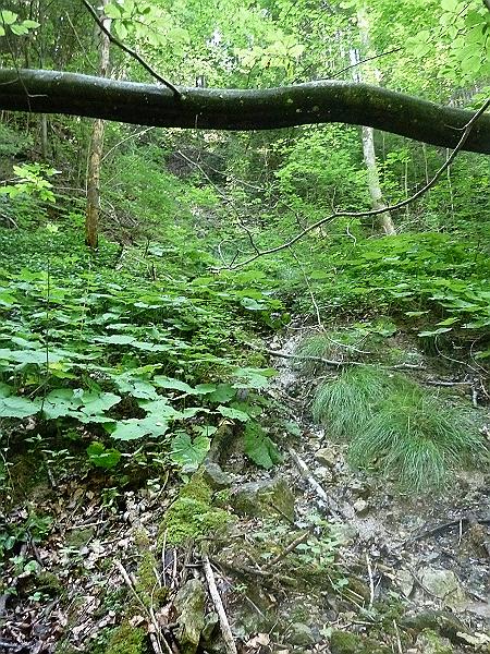 P1020820.JPG - Urwaldstimmung im Sagentobel:"Für das eingereichte Seilbahn-Projekt (hohe Seilführung) sind Waldrodungen von insgesamt 1'533 m2 erforderlich, 448 m2 definitiv für die Stützen 5, 6 und 7 sowie 1'085 m2 temporär für Arbeitsräume in den Stützenbereichen und für die Bauzufahrten zu den Stützenstandorten. Zudem muss der Wald auf einer Fläche von voraussichtlich 7'100 m2 niedergehalten werden." (Vernehmlassung Bundesamt für Umwelt BAFU vom 29. April 2011)